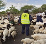 Livestock Vaccination in Ijara